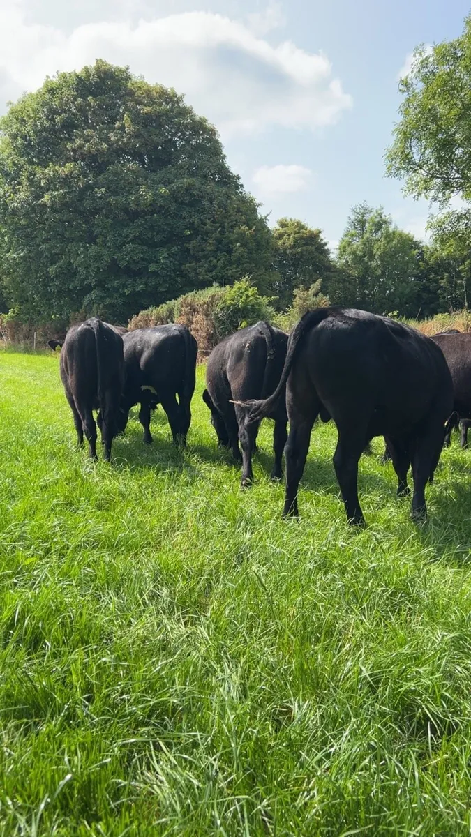8 Angus bullocks - Image 3