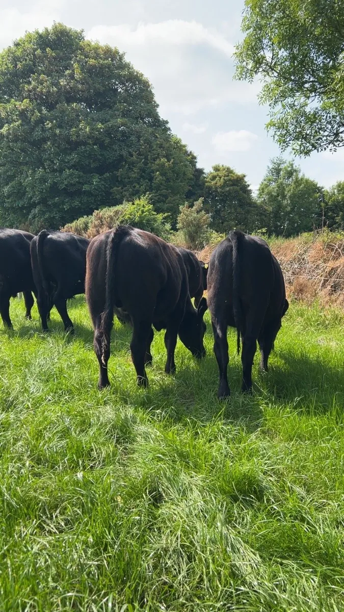 8 Angus bullocks - Image 4