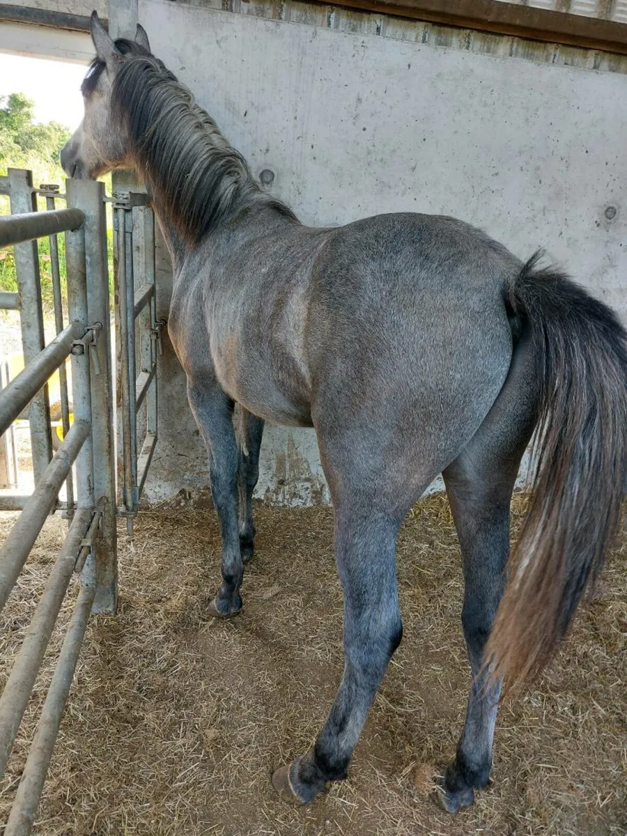 Connemara pony - Image 3