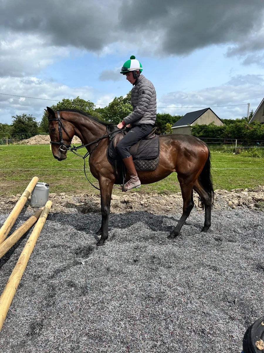 4yo Mare - Image 1