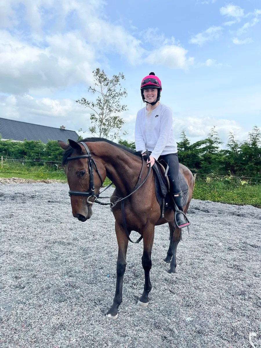 4yo Mare - Image 2