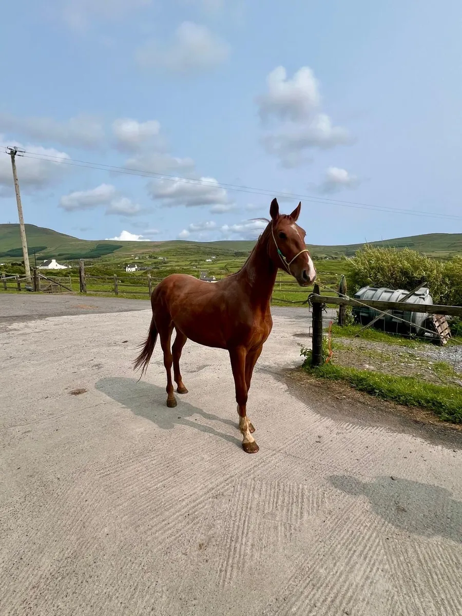 3yr old gelding by conticco - Image 2