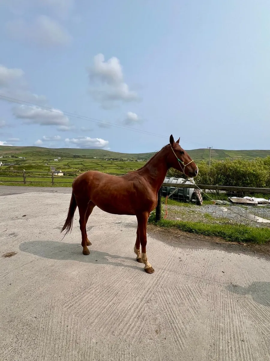 3yr old gelding by conticco - Image 3