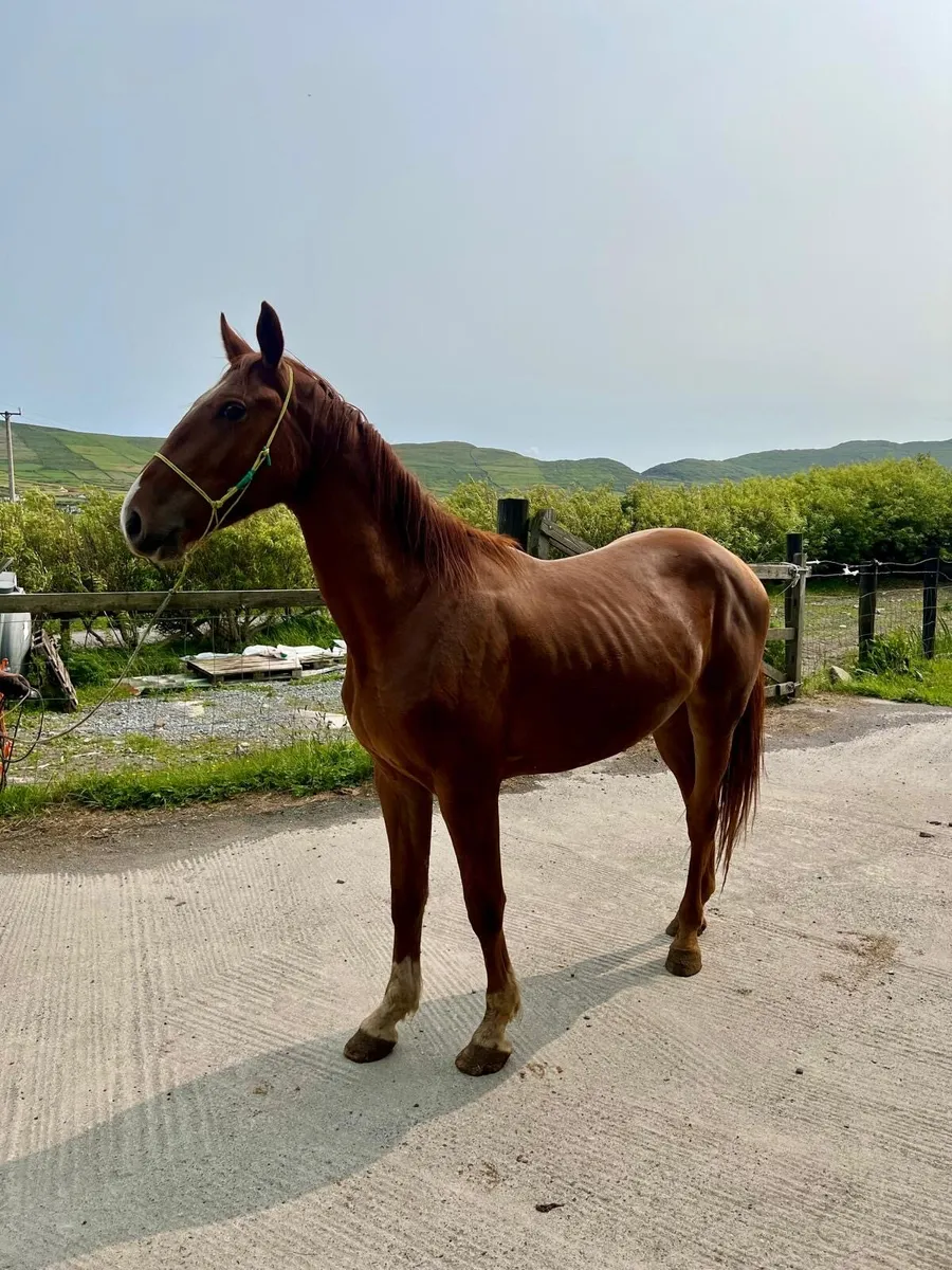 3yr old gelding by conticco - Image 4