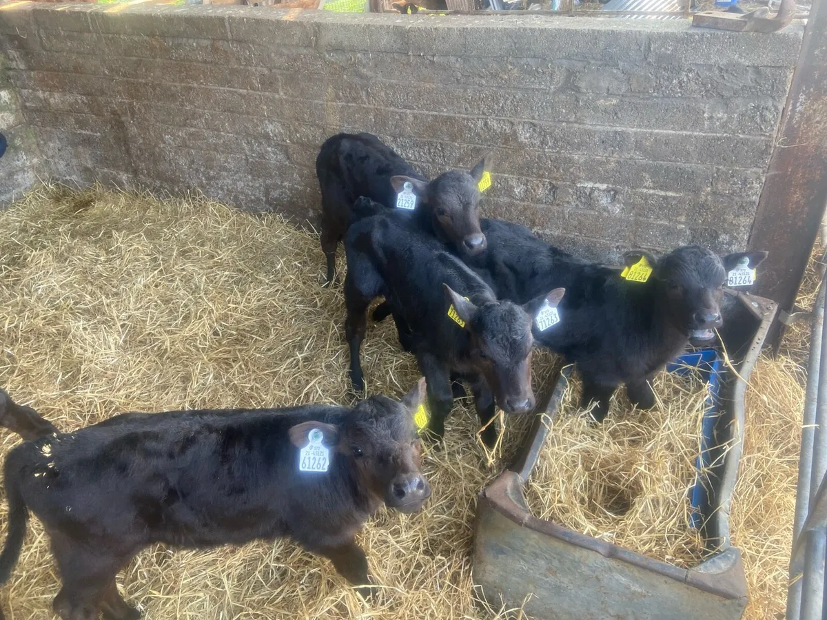 AA calves - Image 1