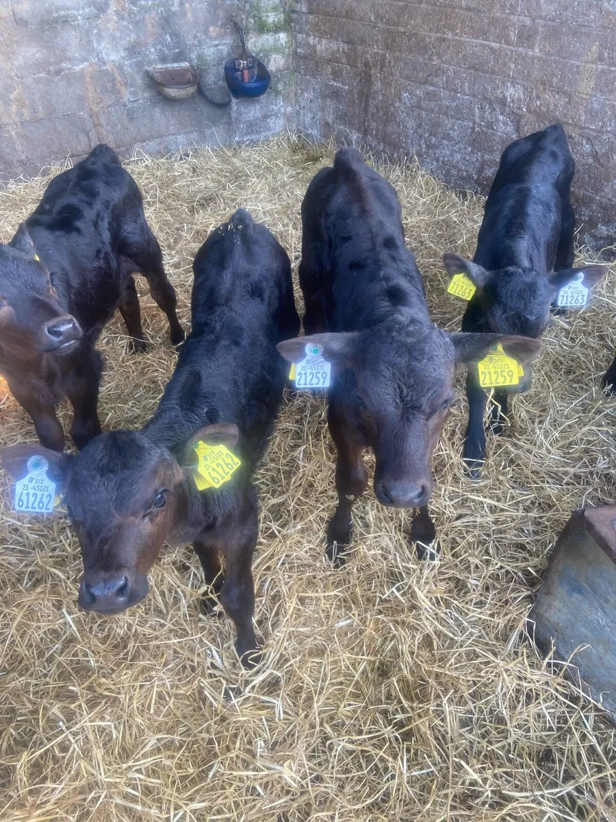 AA calves - Image 2