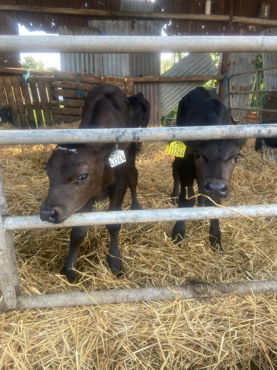 AA calves - Image 3