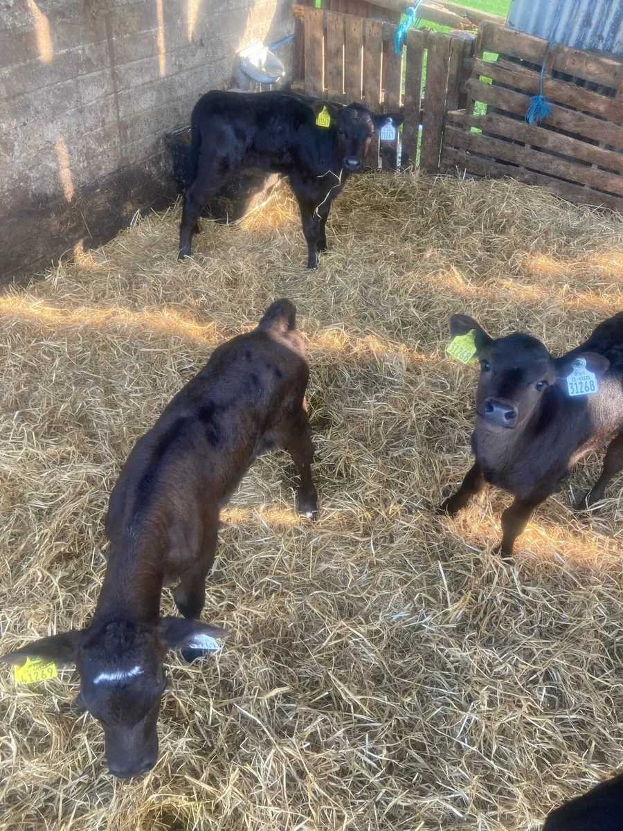 AA calves - Image 4