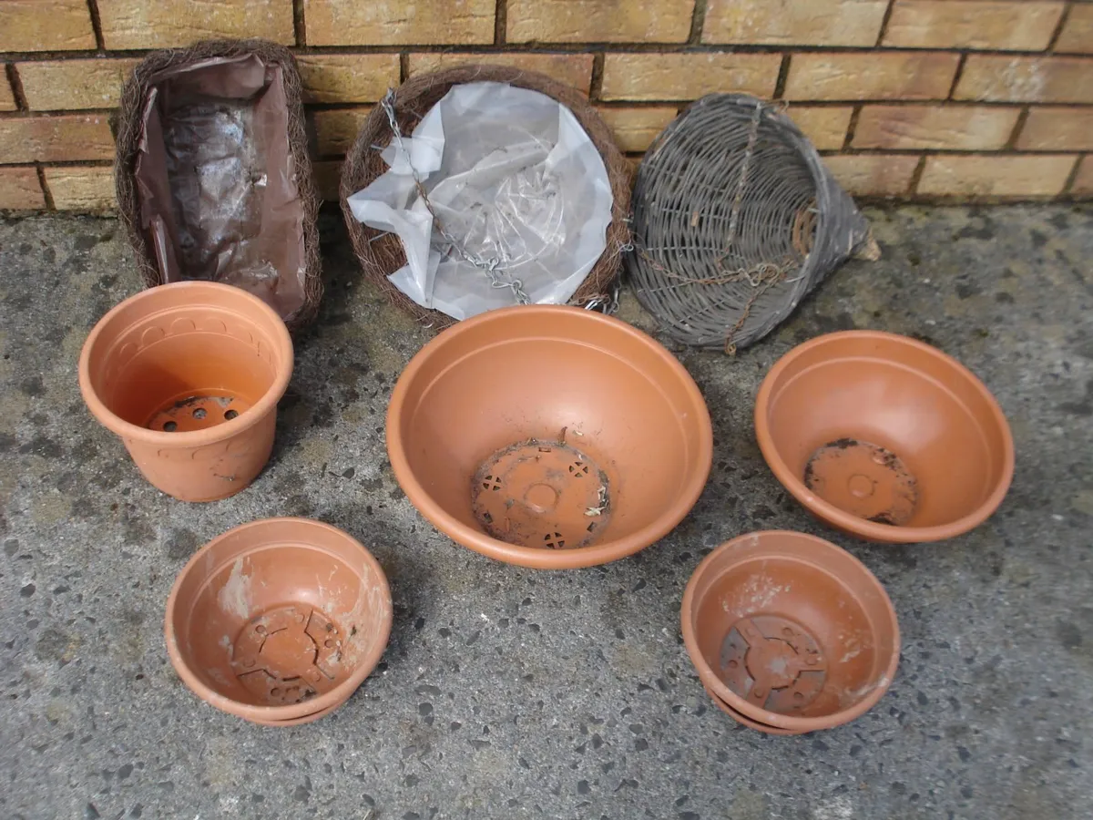 GLASSHOUSE CLEAROUT. HANGING BASKETS & POTTERS. - Image 1