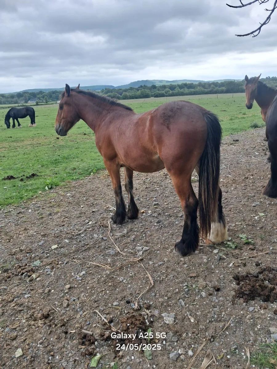 Cob gelding - Image 2