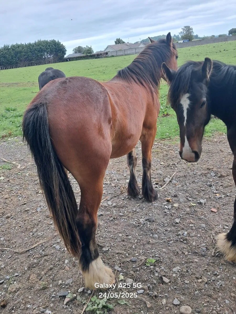 Cob gelding - Image 3