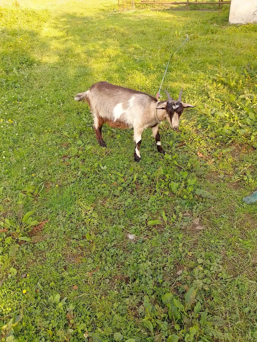 Female goats 8 months old €80 each ON HOLD - Image 2