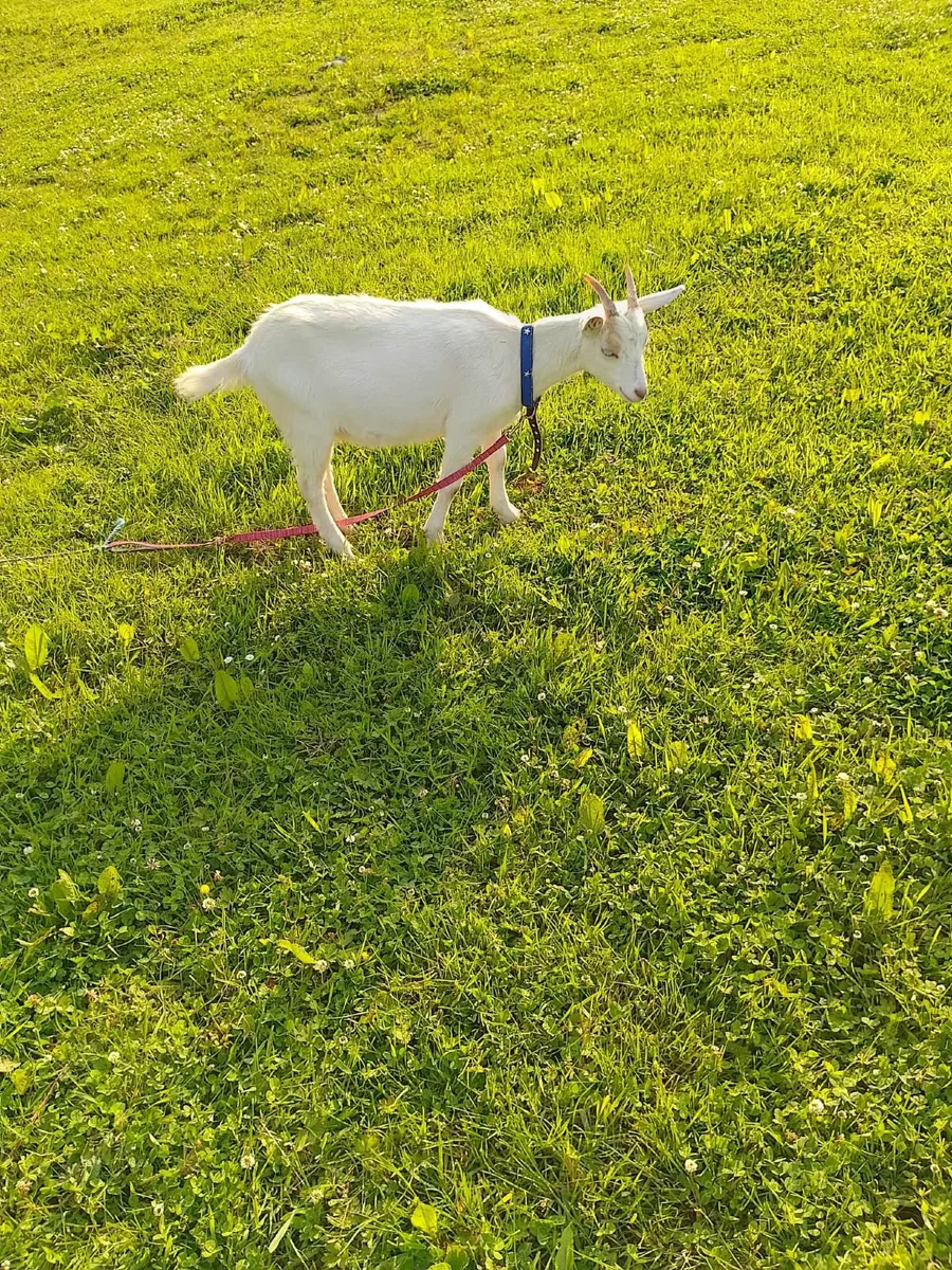 Female goats 8 months old €80 each ON HOLD - Image 3