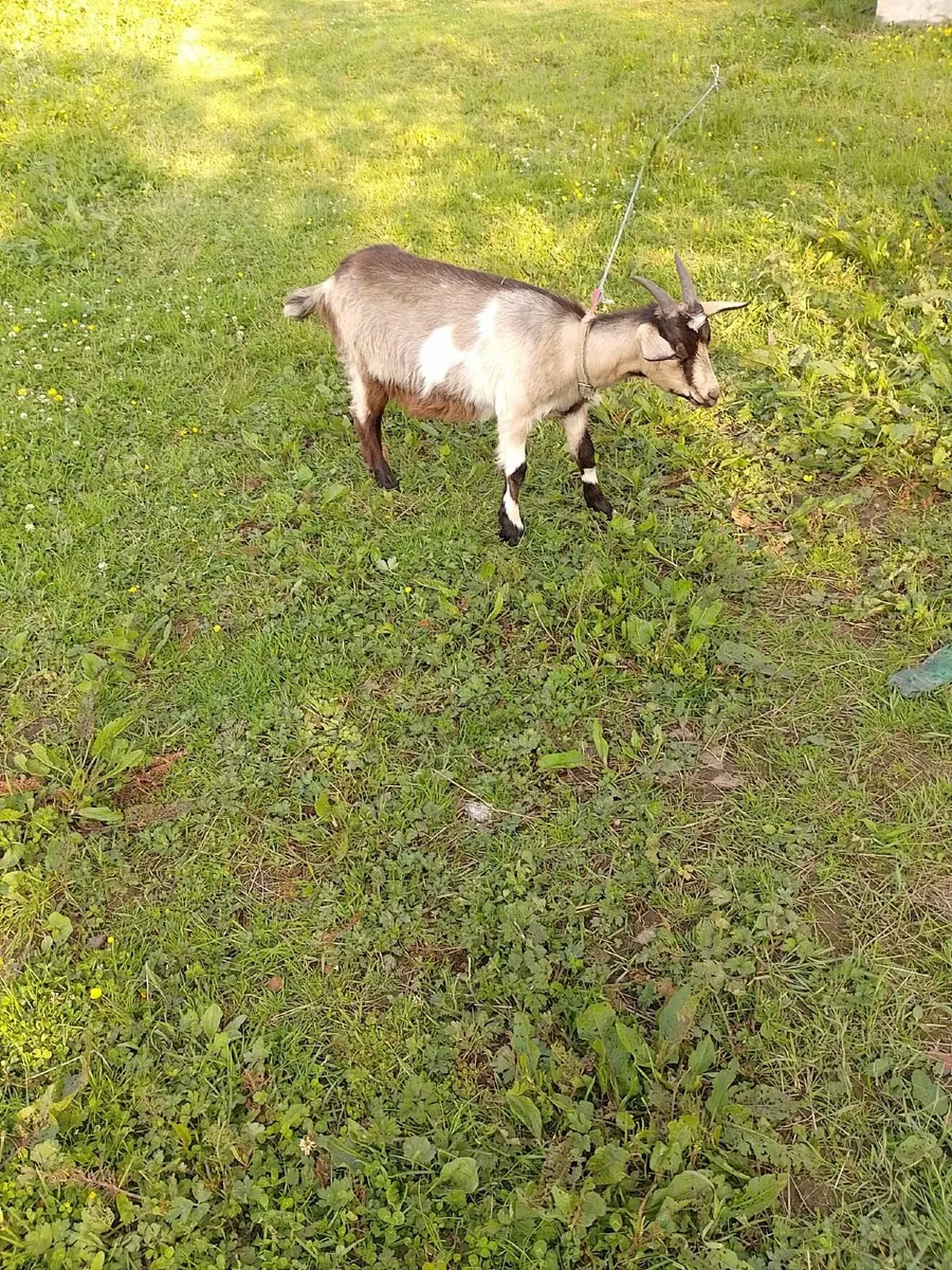 Female goats 8 months old €80 each ON HOLD - Image 4