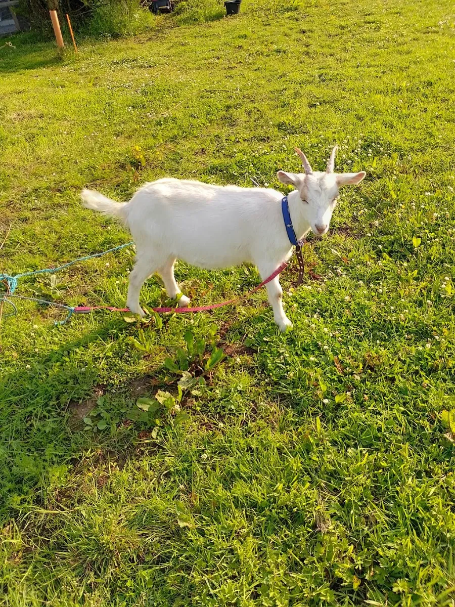 Female goats 8 months old €80 each ON HOLD - Image 1