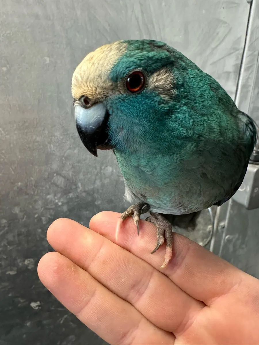 Hand reared baby Kakariki parrots available - Image 1