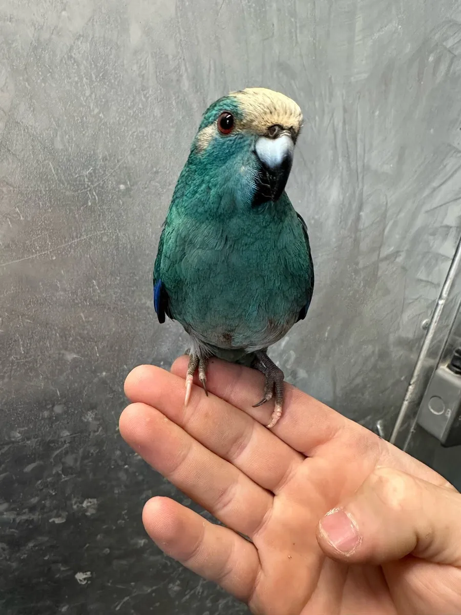 Hand reared baby Kakariki parrots available - Image 2