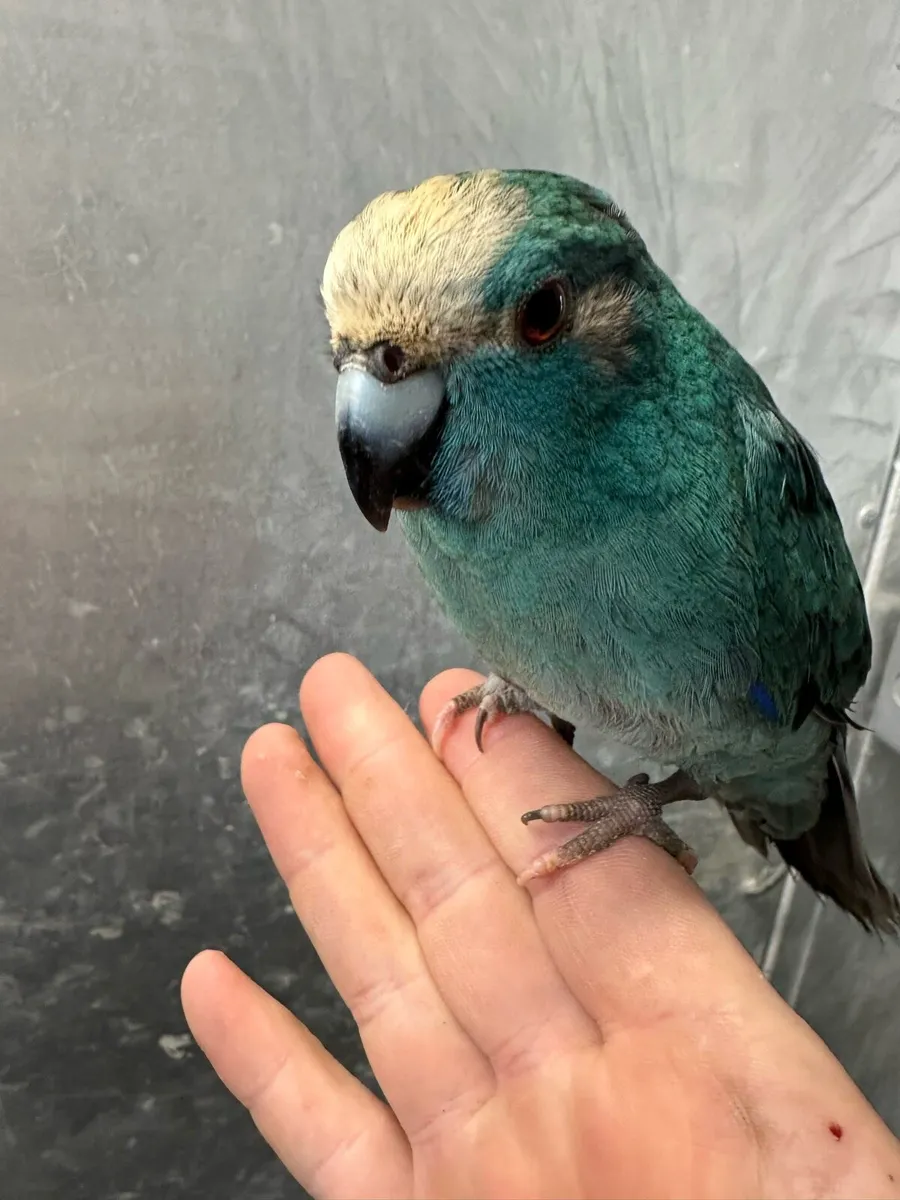 Hand reared baby Kakariki parrots available - Image 3