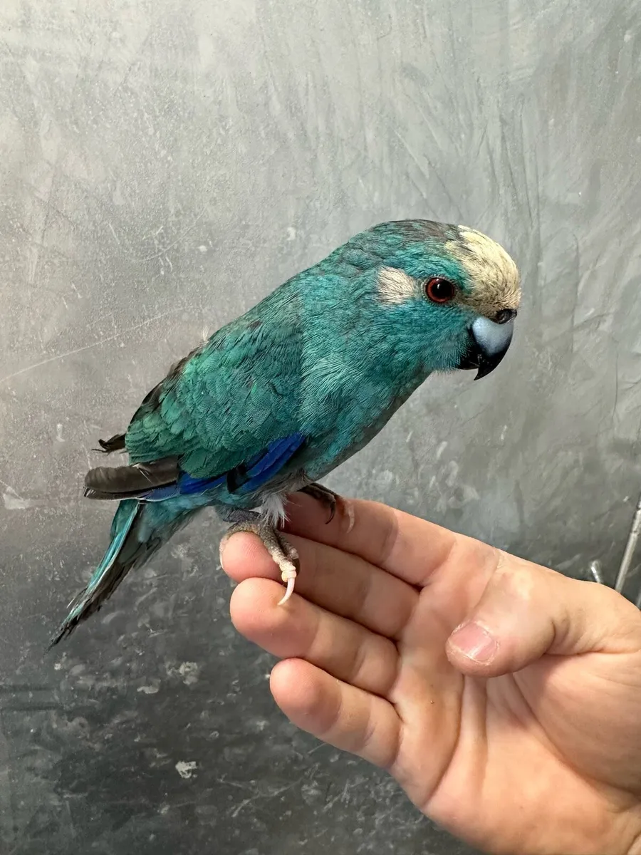 Hand reared baby Kakariki parrots available - Image 4