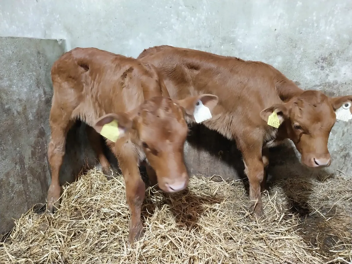 SMASHING COW MAKERS. - Image 3