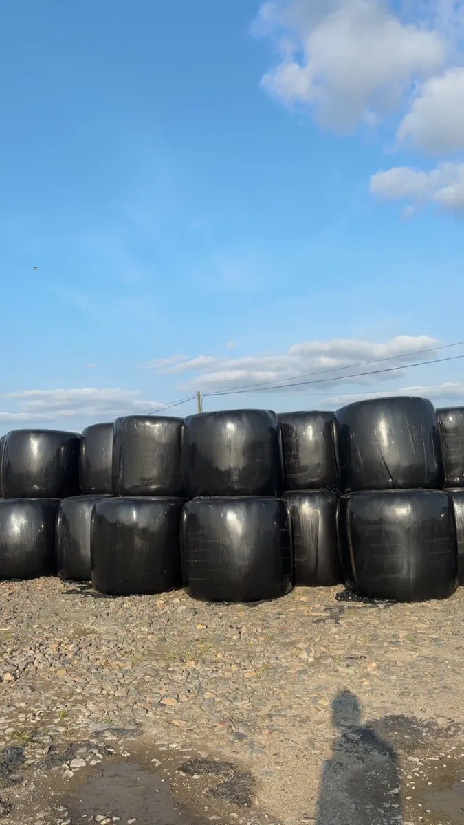 Silage bales - Image 1