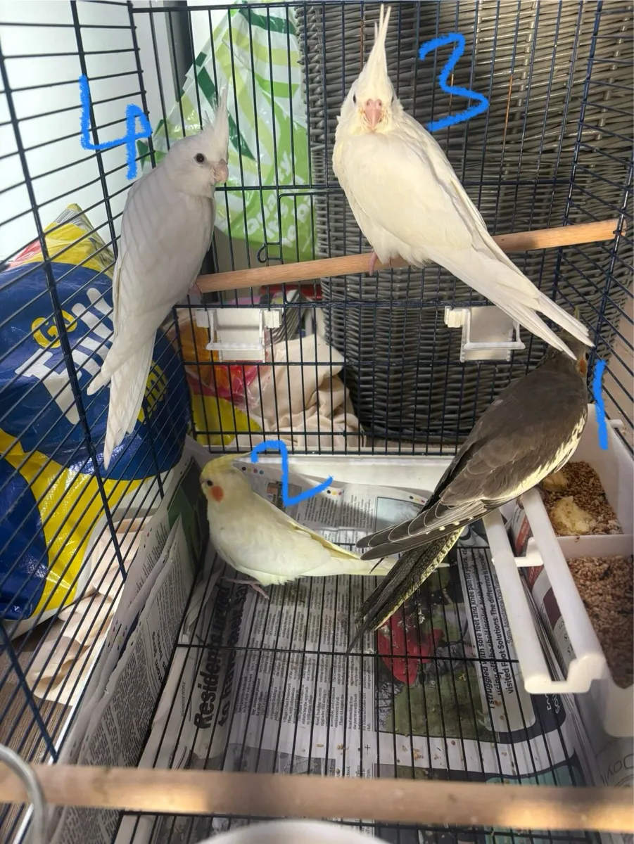 Hand reared cockatiels - Image 1