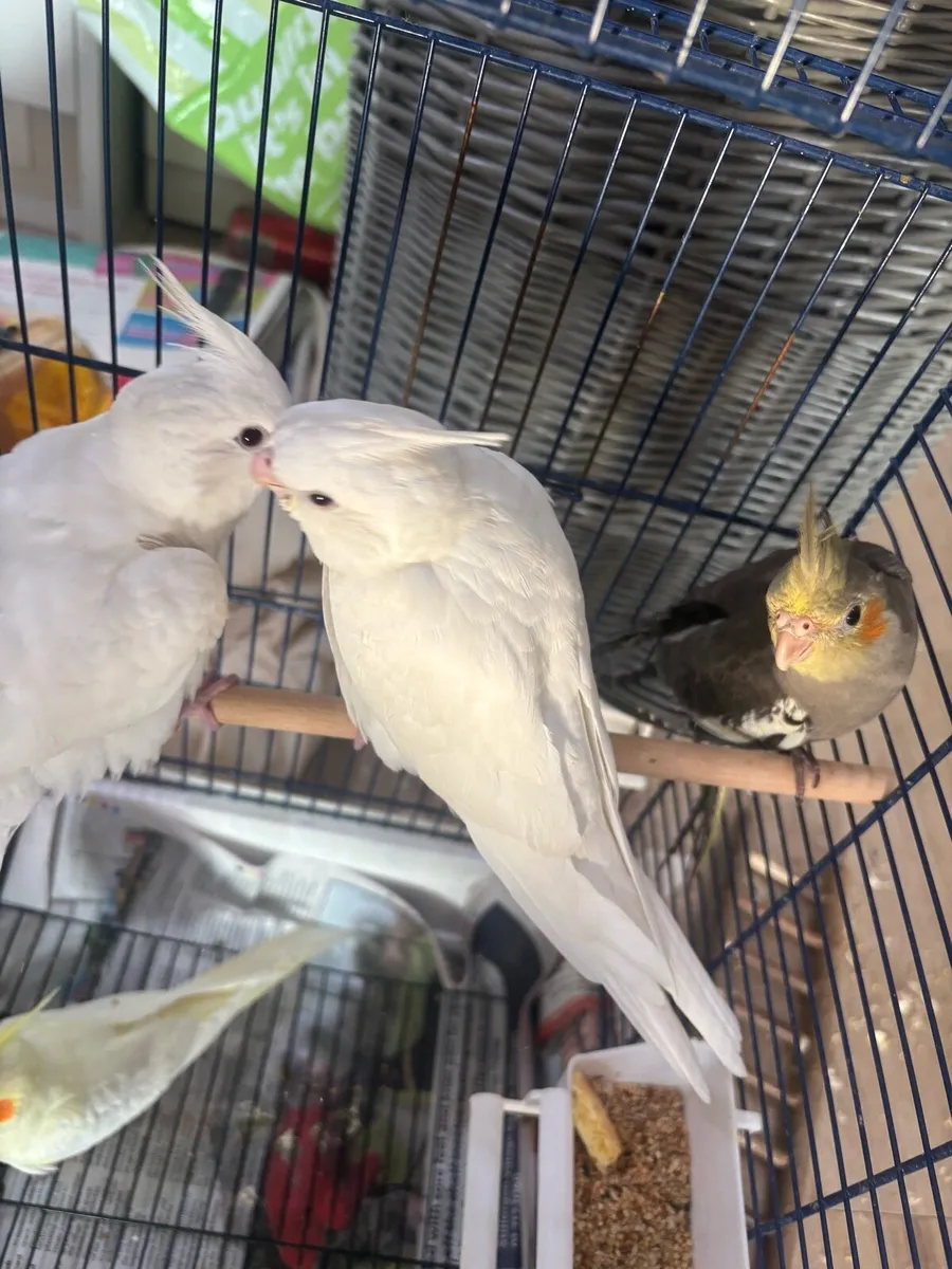 Hand reared cockatiels - Image 2