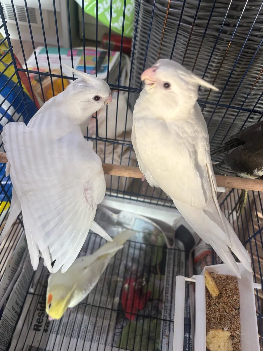 Hand reared cockatiels - Image 3