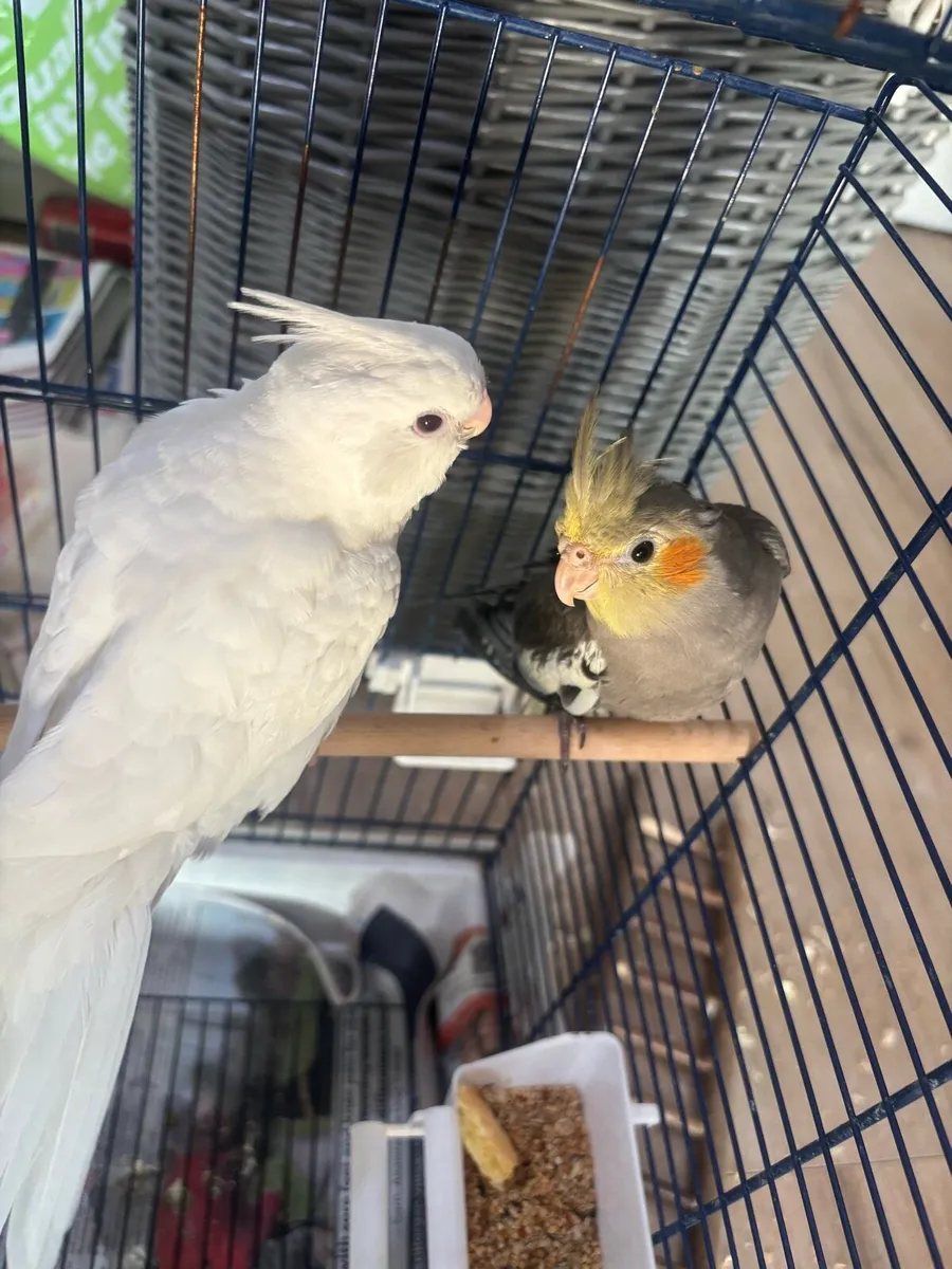 Hand reared cockatiels - Image 4