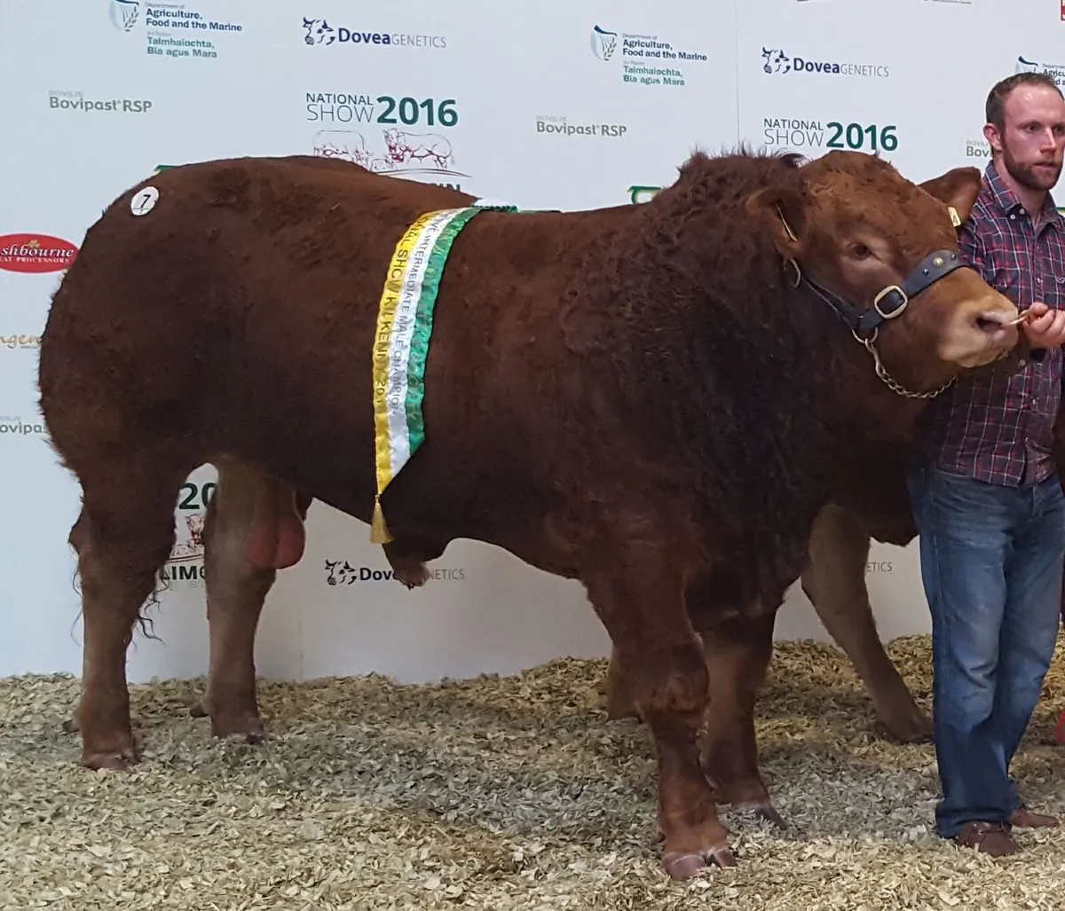An Excellent Limousin Bull for Sale - Image 1
