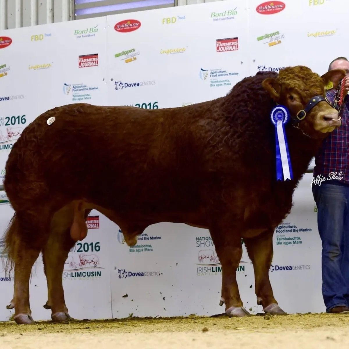 An Excellent Limousin Bull for Sale - Image 2
