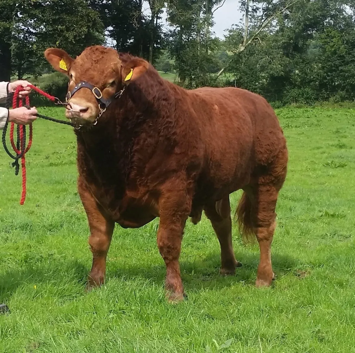 An Excellent Limousin Bull for Sale - Image 3