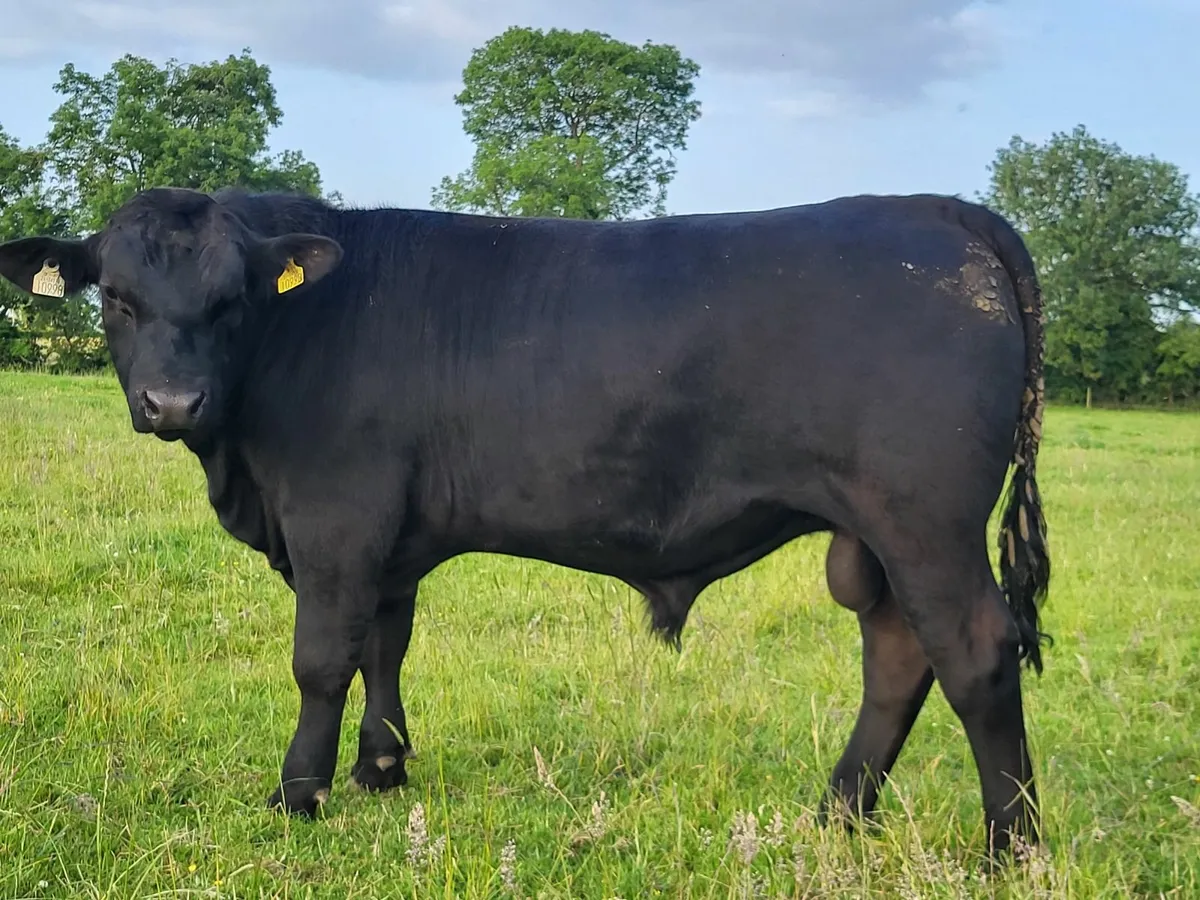 Pedigree Angus  Bulls - Image 3