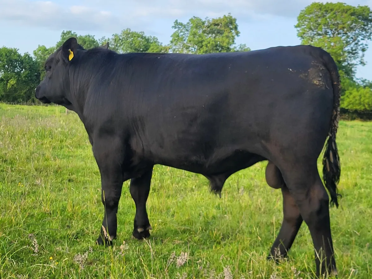 Pedigree Angus  Bulls - Image 4