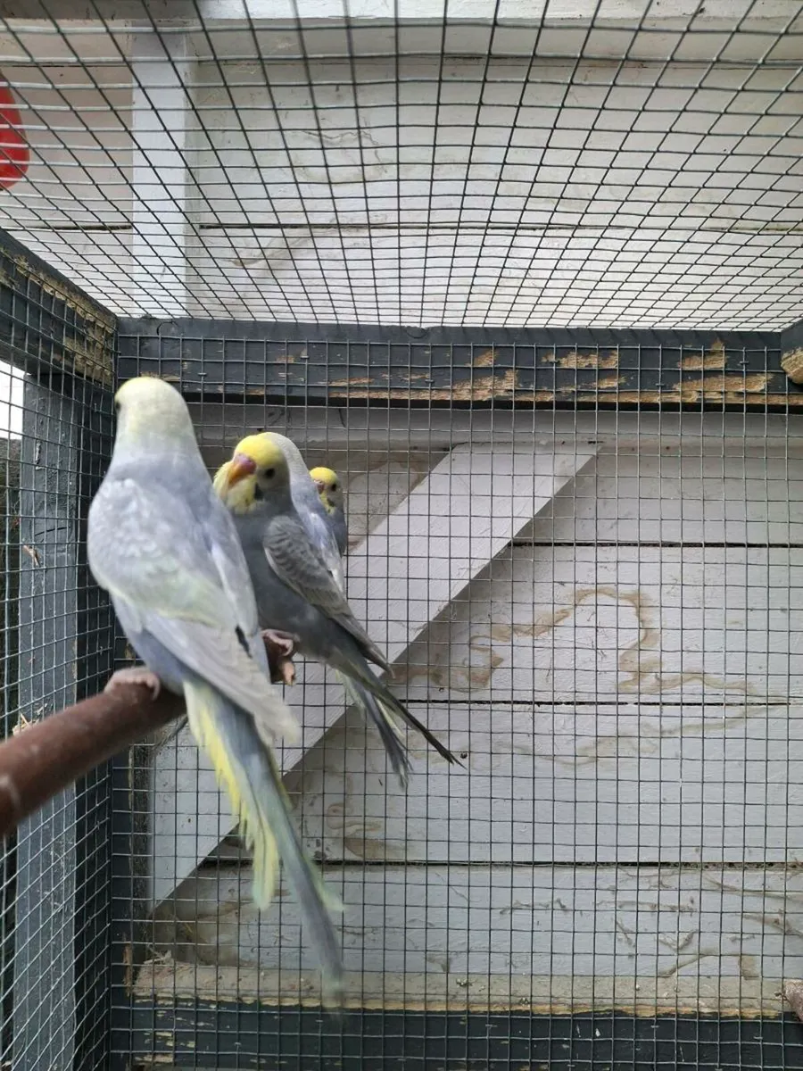 Rainbow budgies - Image 2