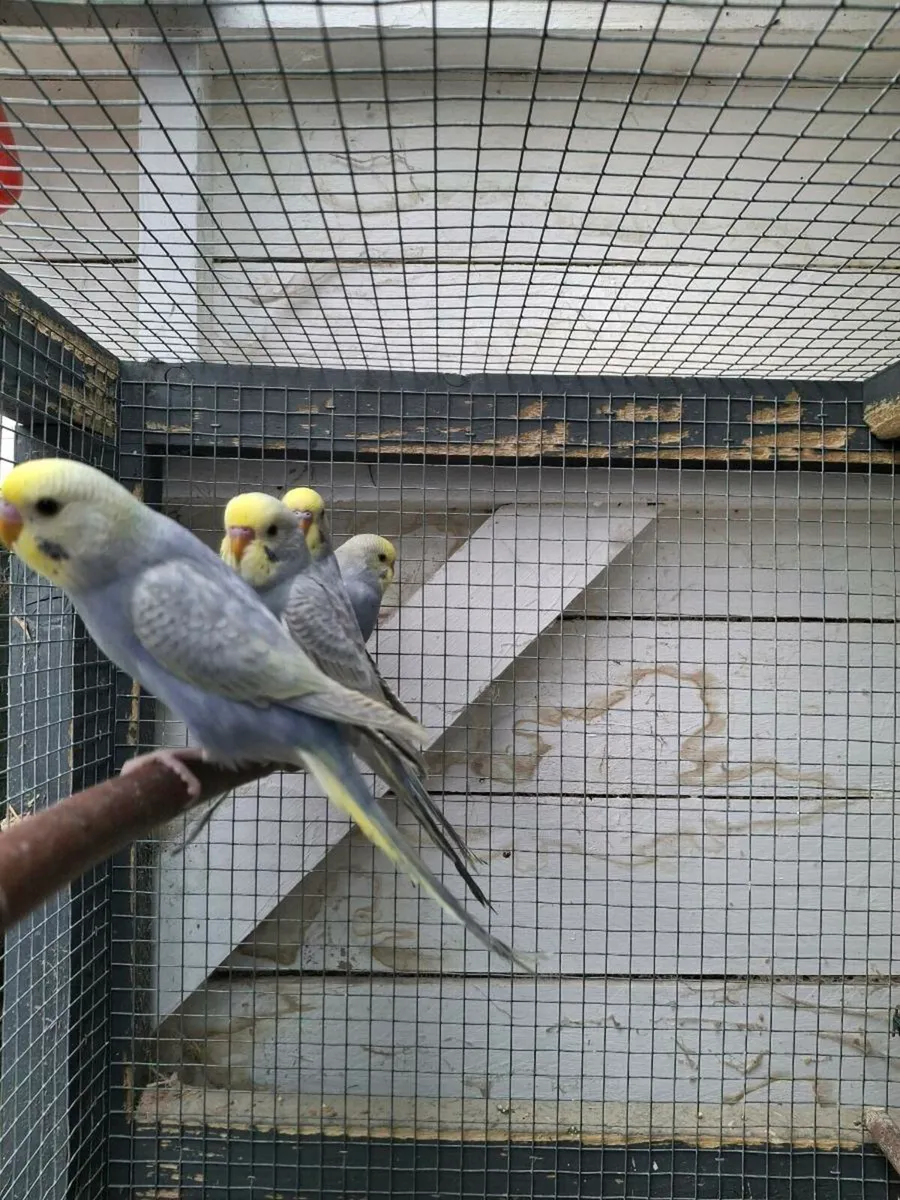Rainbow budgies - Image 3