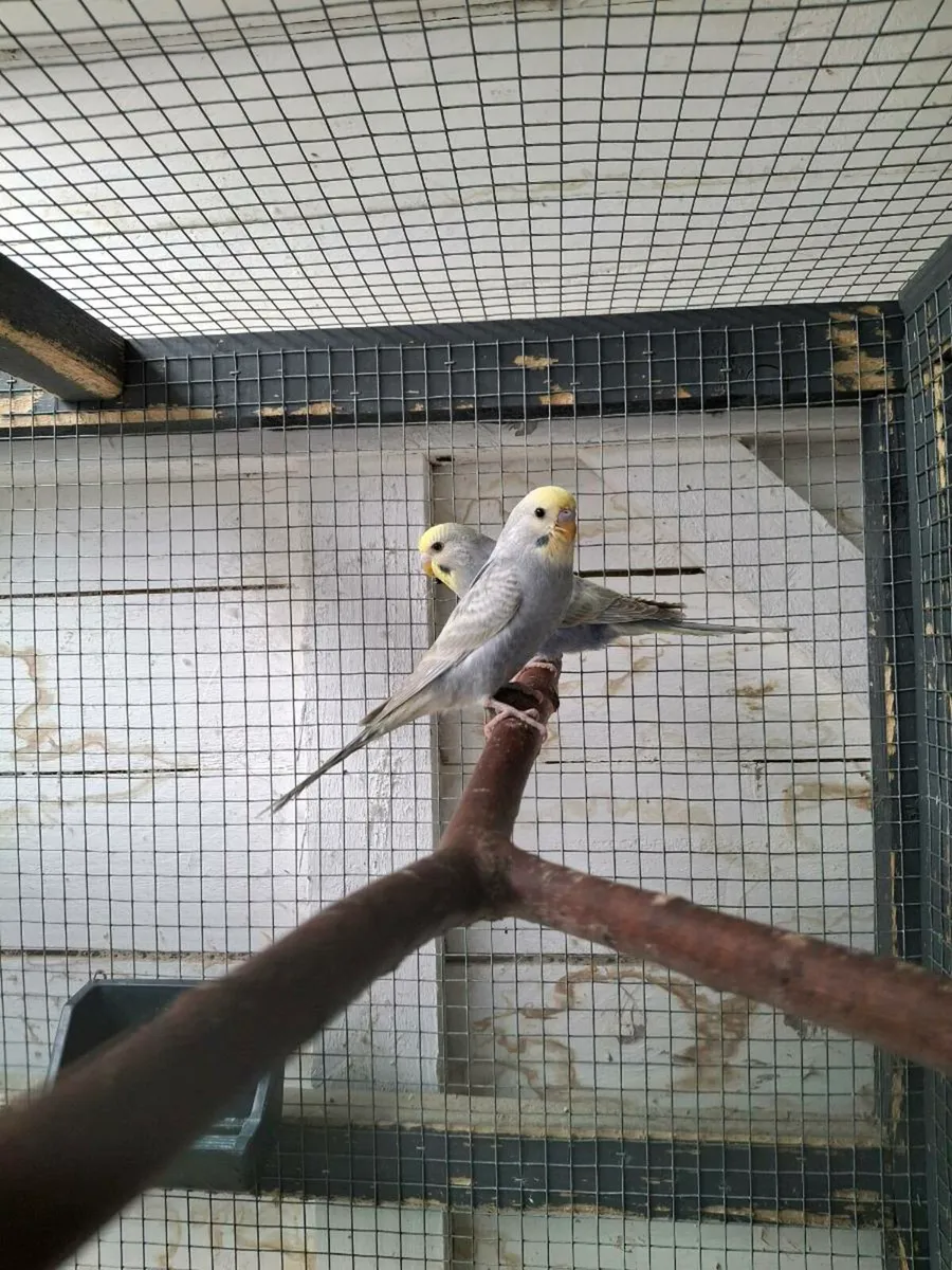 Rainbow budgies - Image 4
