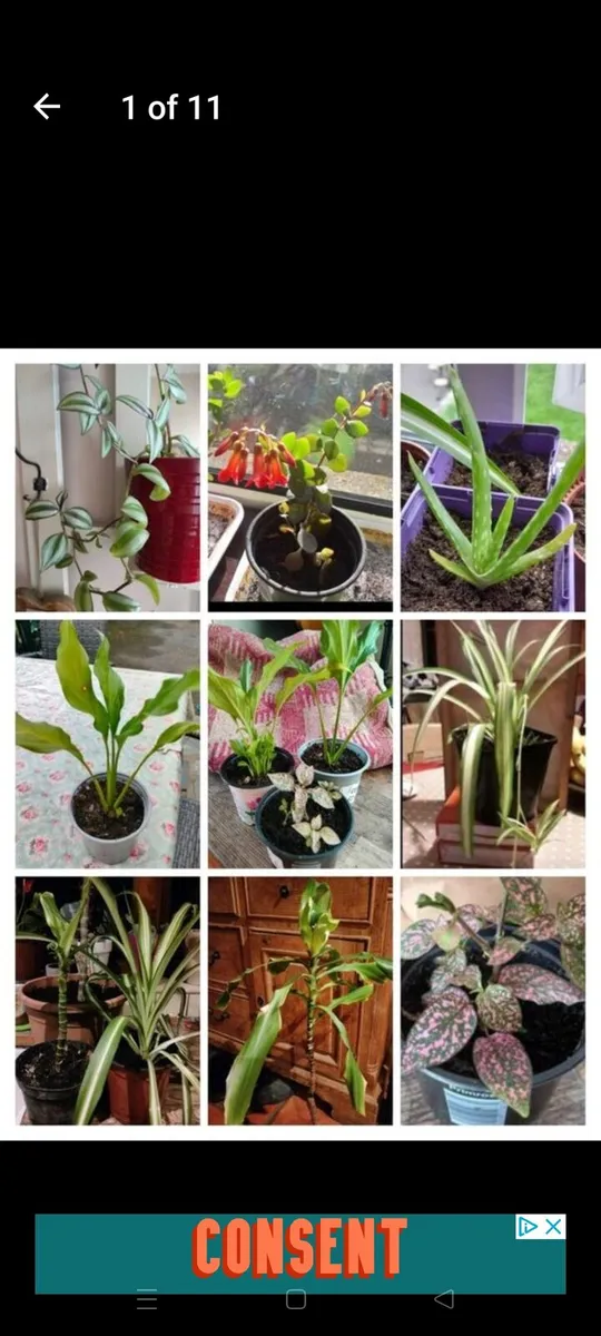 House plants Air purifiers and more. - Image 1