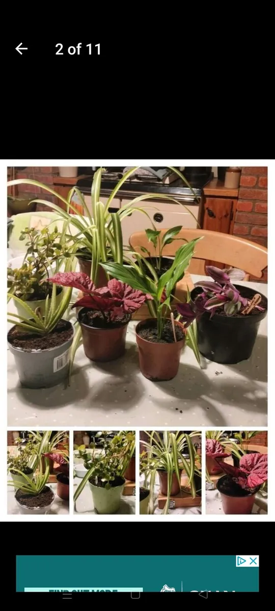 House plants Air purifiers and more. - Image 2