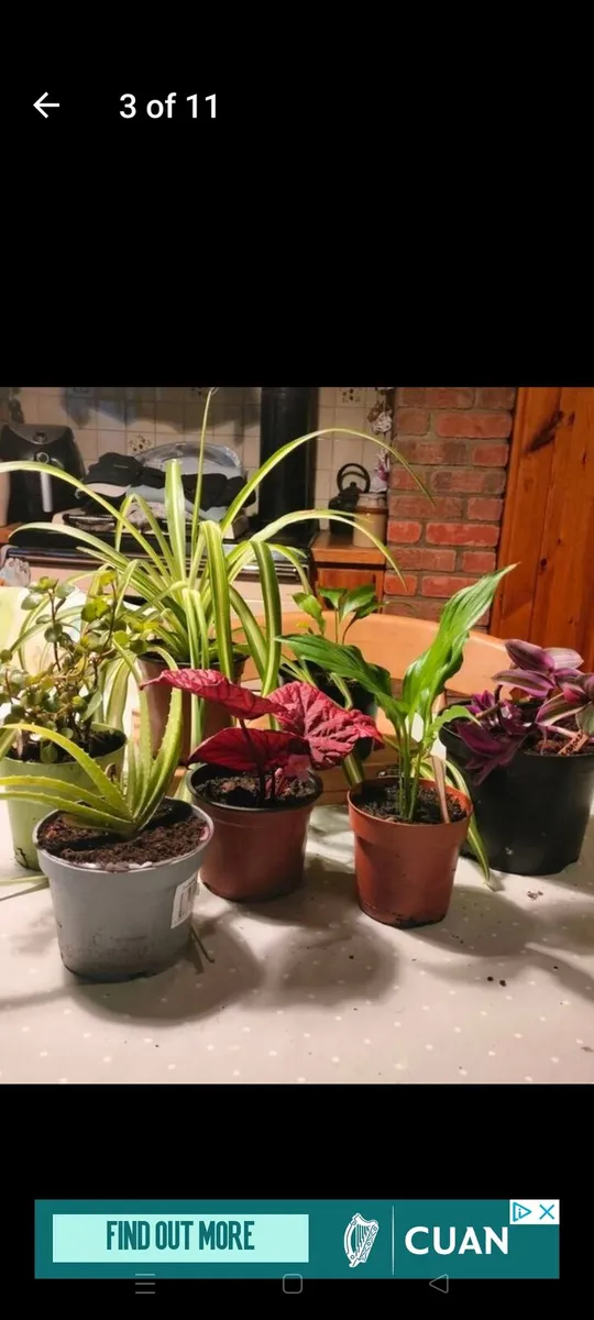House plants Air purifiers and more. - Image 3