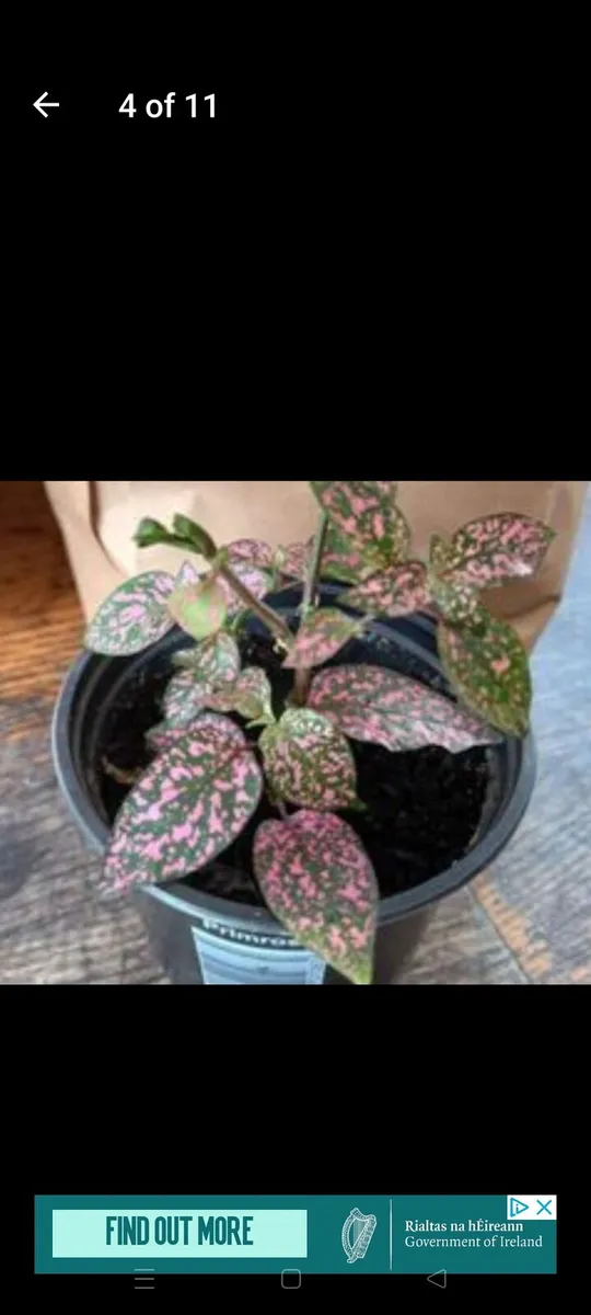House plants Air purifiers and more. - Image 4