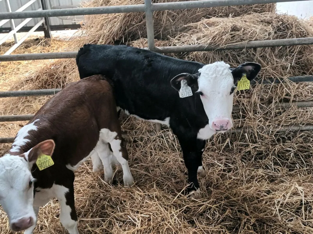 Hereford heifer Calves - Image 3