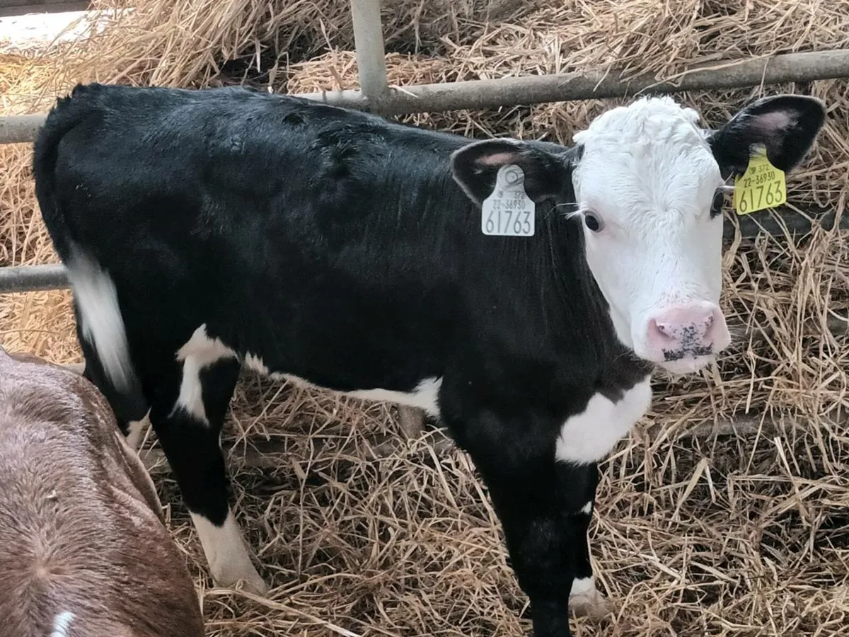 Hereford heifer Calves - Image 1