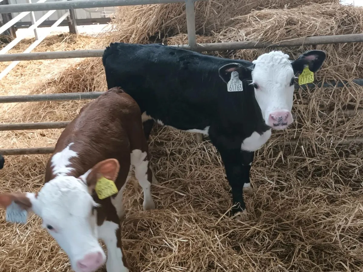 Hereford heifer Calves - Image 2