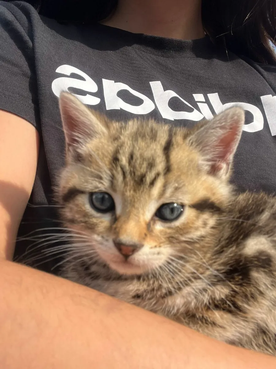 Kitten's - Image 1