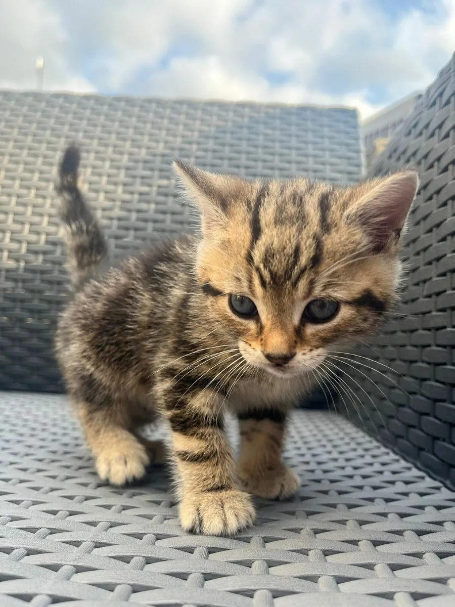 Kitten's - Image 2