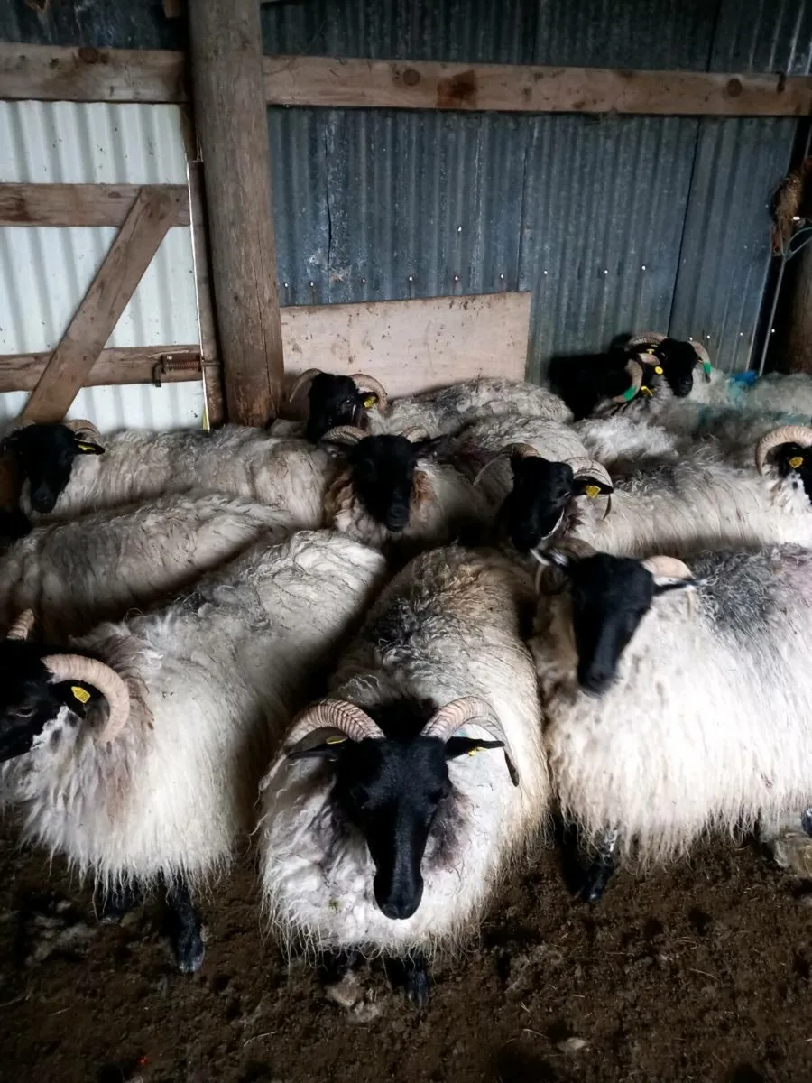 Sheep - Image 1