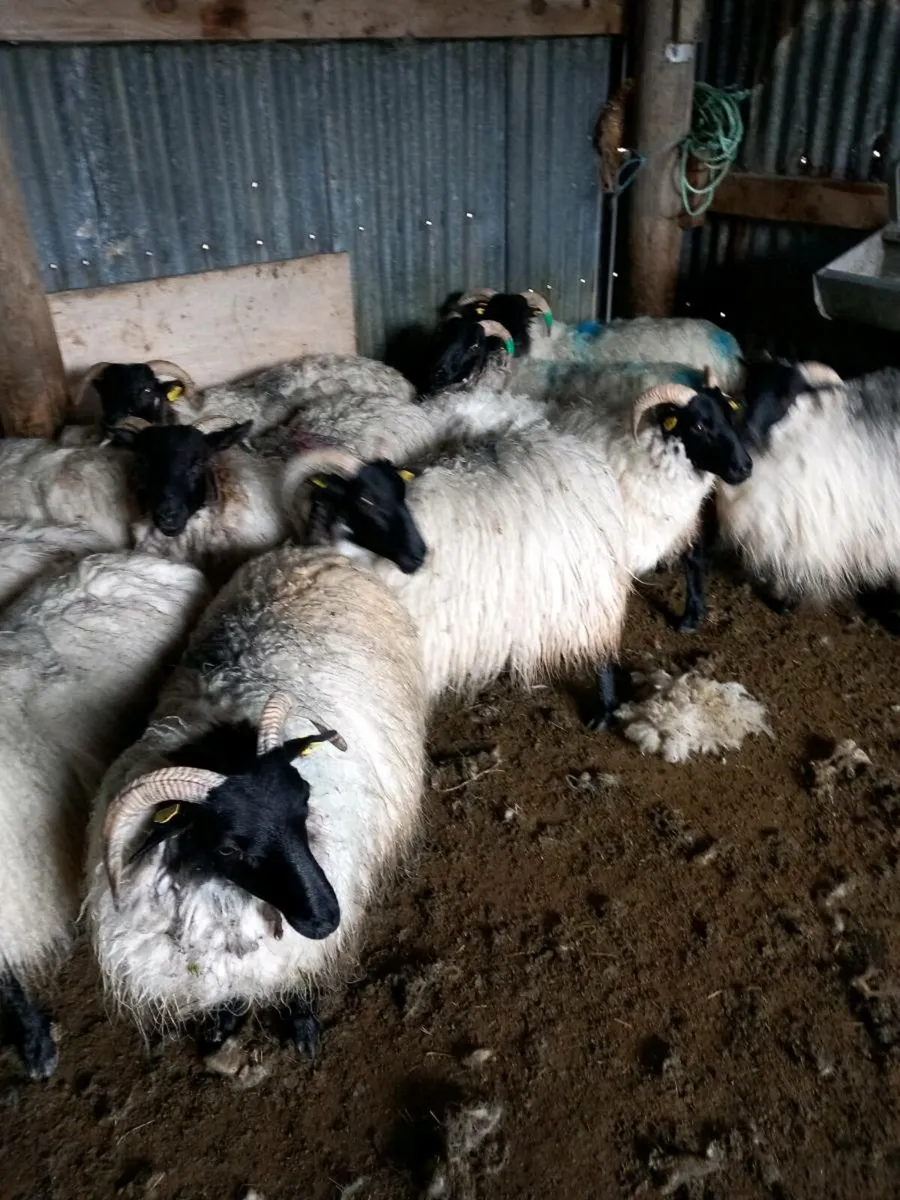 Sheep - Image 2