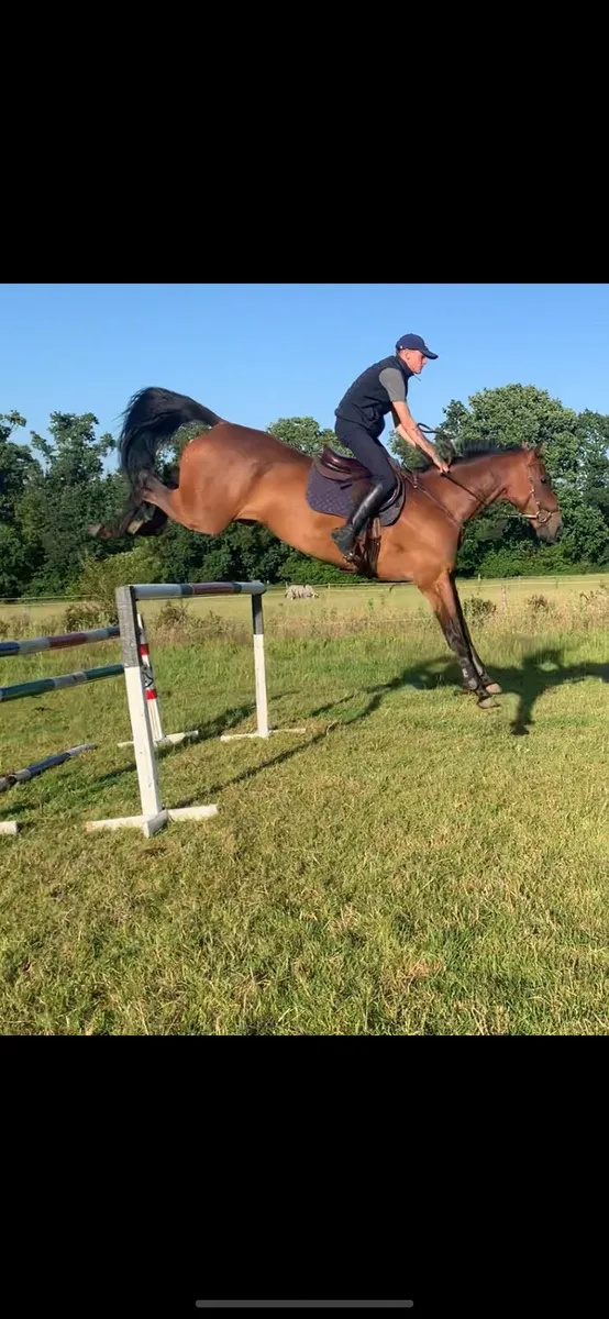 17hh schoolmaster - Image 1
