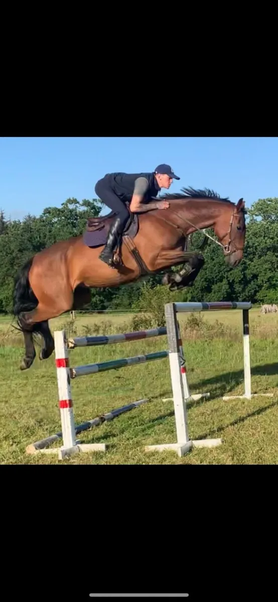 17hh schoolmaster - Image 2